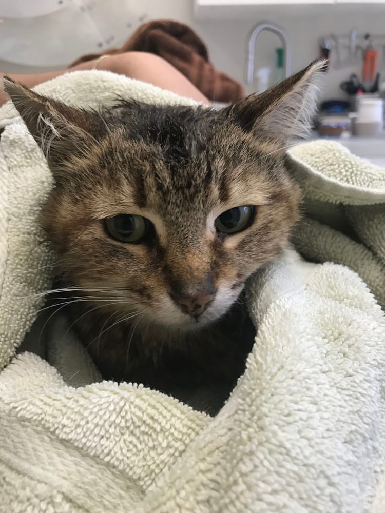 Injured Cat Rescued From Side of BQE