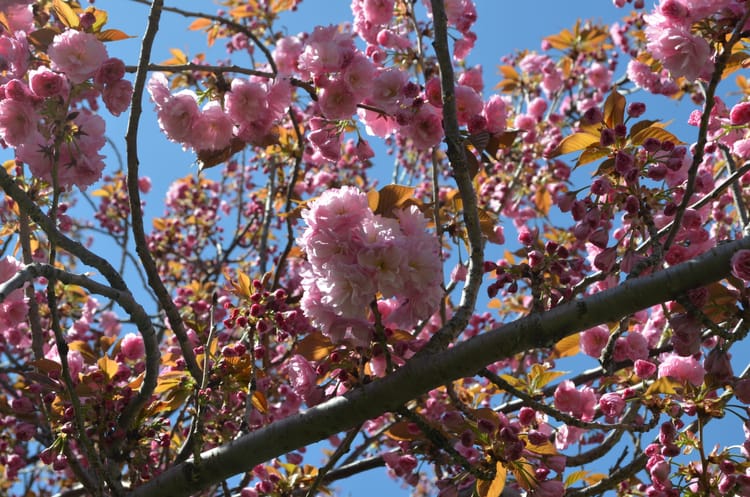 Preview Brooklyn Botanic Garden’s Cherry Blossom Festival 2017