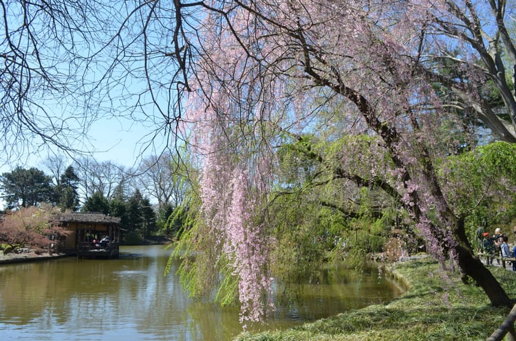 Brooklyn Botanic Garden Hosts Annual Cherry Blossom Festival April 28 & 29