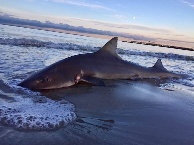 Neighbor Found Injured Shark Washed Up On Brighton Beach Shore