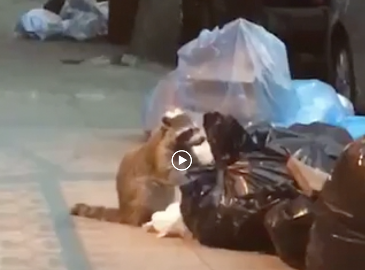 Park Slope’s Latest Sanitation Workers – Raccoons (VIDEO)