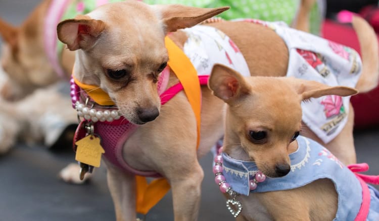 DUMBO Named Brooklyn’s Most Dog-Friendly Neighborhood