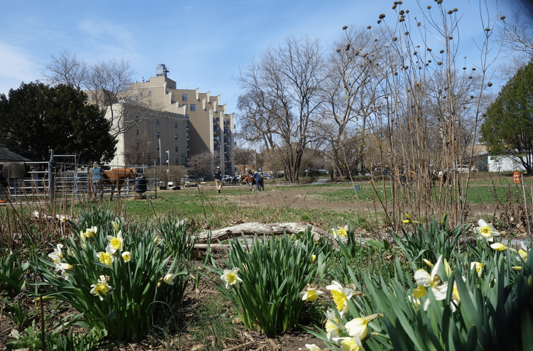 Get Free Daffodils For Neglected Brooklyn Spots!