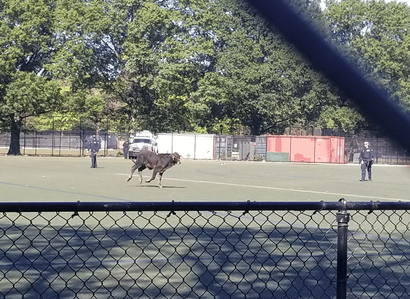 Update: Bull No Longer On The Loose in Brooklyn