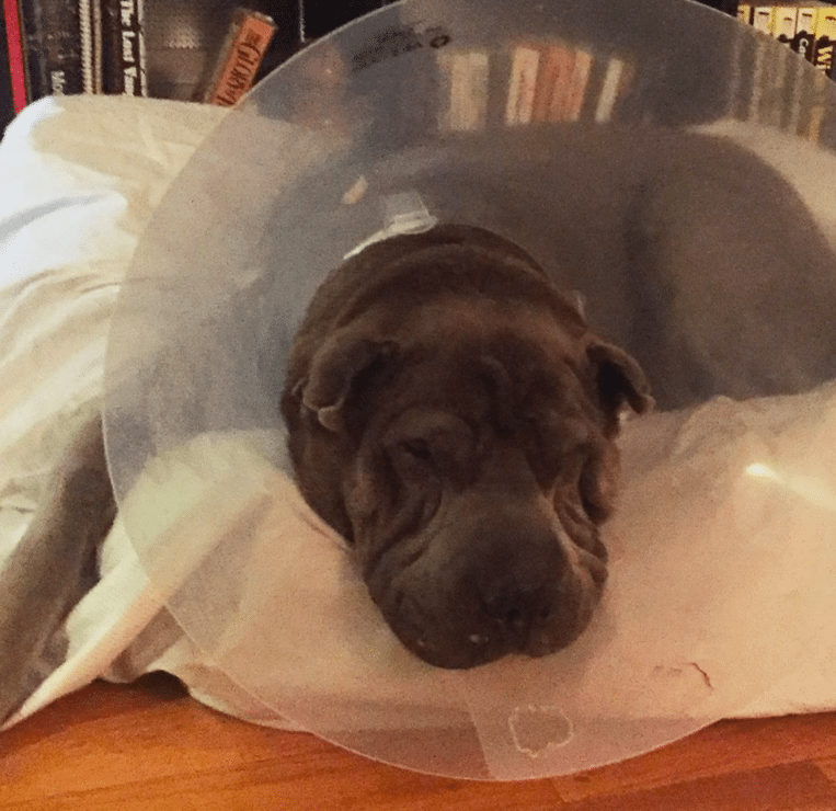 Greenpoint Couple Seeks Justice For Dog Attacks