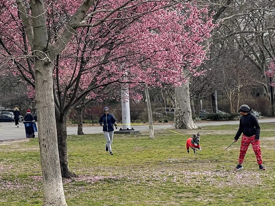 Parades, NYC Half, Veselka, Franklin Avenue, Sewage Tanks, PLG Landmarking, and more