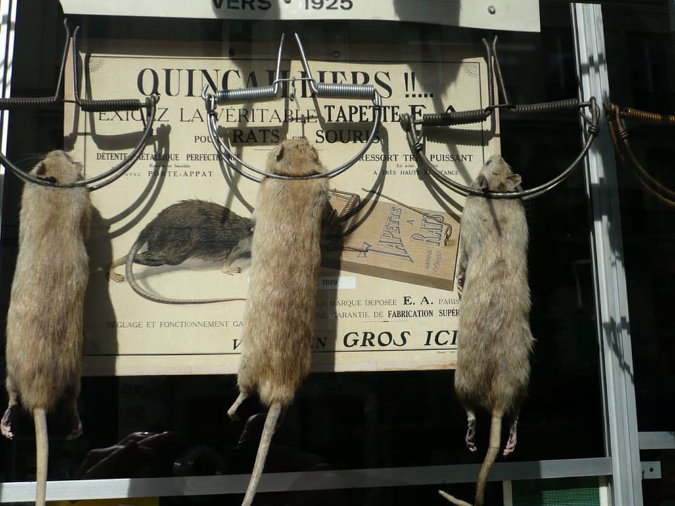 Keep Rats Away: Rodent Prevention Tips From The DOH’s Rat Academy