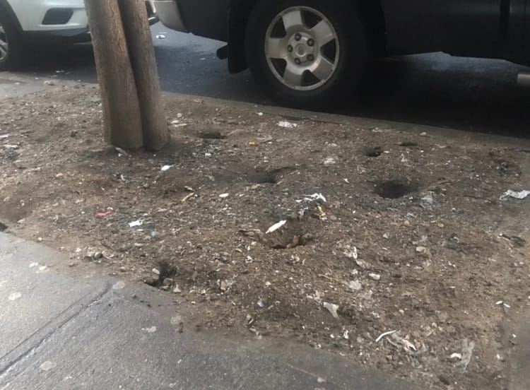 Rats Did It! They Are Terrorizing Crown Heights and PLG