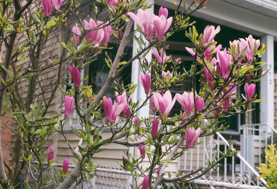 4/23 Briefing: A Nurse Who Sings To Her Patients, A Leader In Brooklyn’s Steel Band Scene Dies