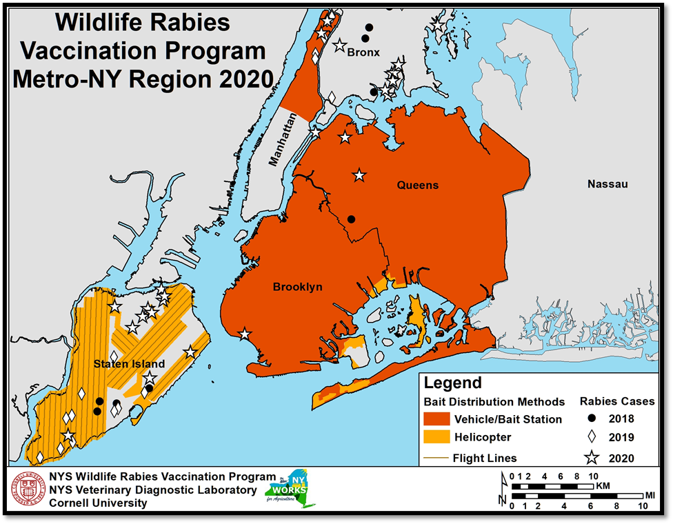 Raccoon Vaccination Begins In Brooklyn