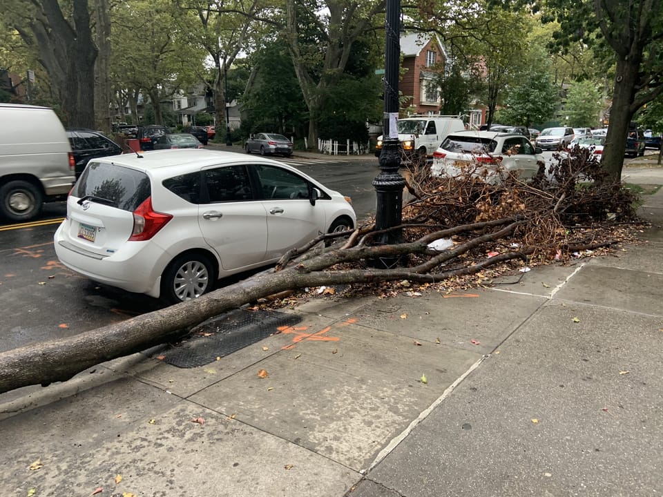 A Tree Falls In Brooklyn. Two Months After Isaias, Still There.