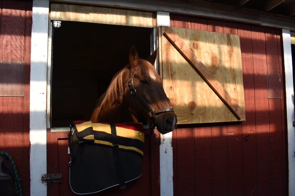 GallopNYC Gets New Yorkers with Disabilities Back in the Saddle