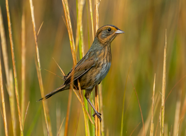 Urban Birders Find Solace at Southern Brooklyn’s Plumb Beach