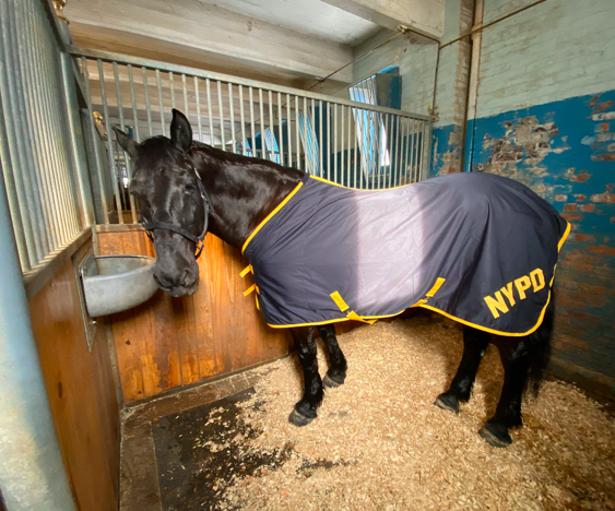 NYPD Horses Break Free From Officers, Gallop Freely in Midwood