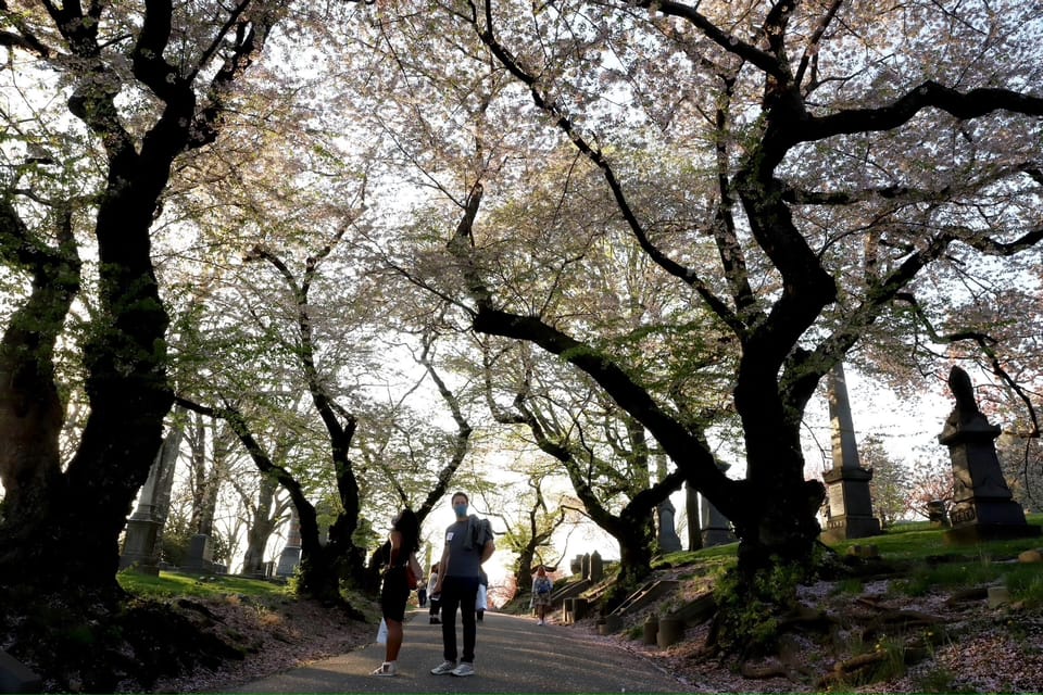 Green-Wood’s First Ever Hanami Festival Showcases Springtime Cherry-Blossoms