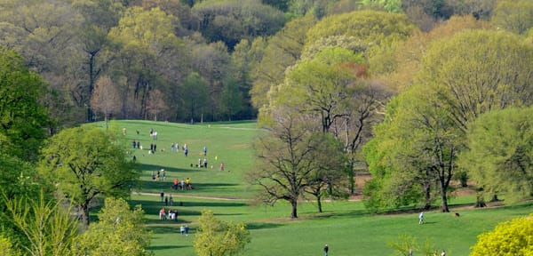 A Plan to “Renew” Brooklyn’s Backyard