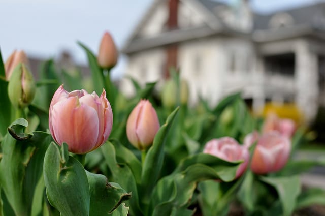 Tulips on Albemarle