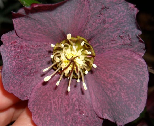 The Hellebore and the Daffodil