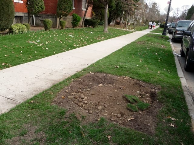 Young Trees Removed from Stratford Road