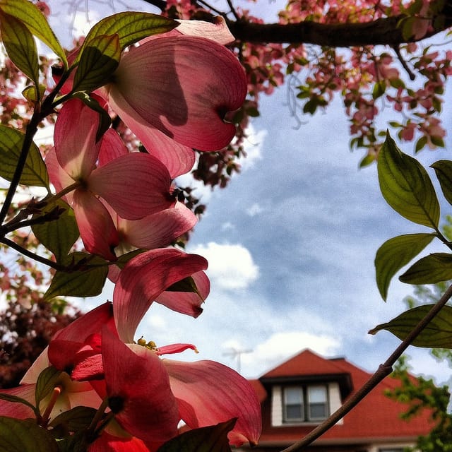 Pink Dogwood