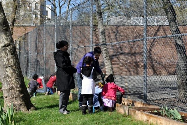 Gardening at PS 139