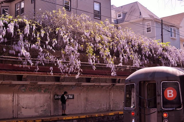 Beverley Wisteria