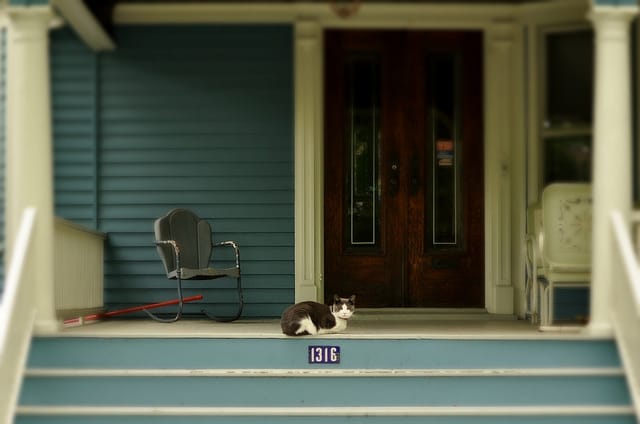 Porch Cat