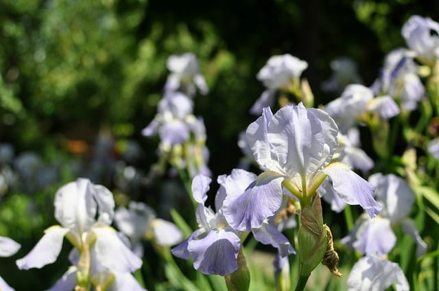 Field of Irises on Dorchester