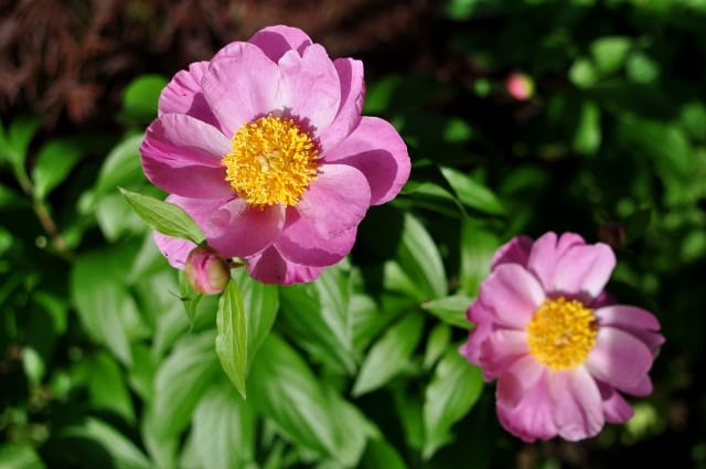 Dancing Butterfly Peony