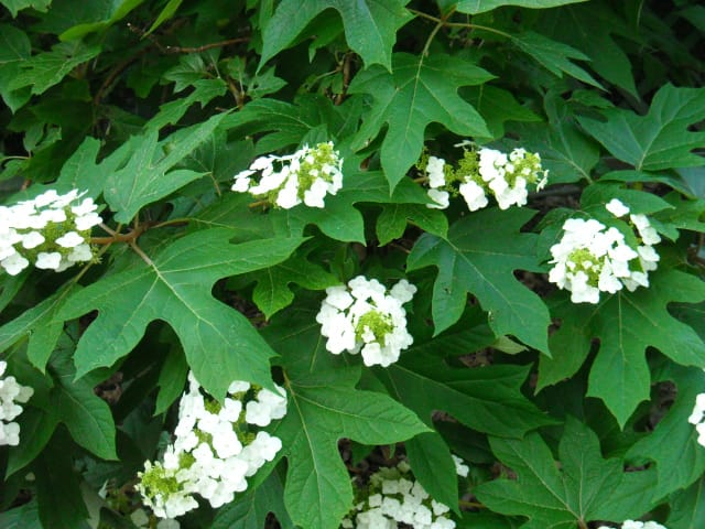 Oak Leaf Hydrangea