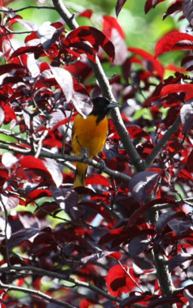 Baltimore Oriole on E 18th St