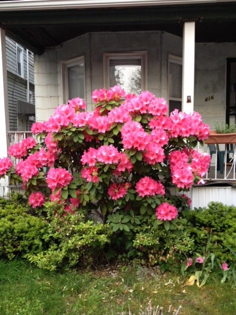 Rhododendron of the Day