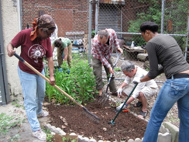 Garden With Sustainable Flatbush at a Community Work Day on Saturday