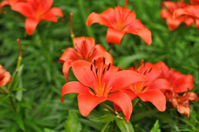 Red Lilies on Marlborough