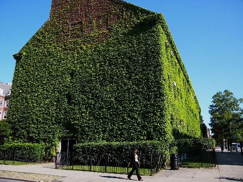 Ivy Covered Walls