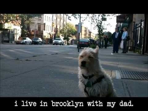 Banjo the Dog Fights Cancer, is Adorable