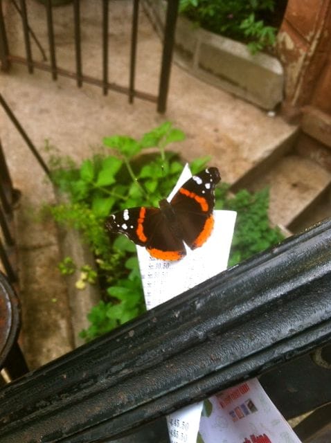 A Butterfly Contemplating Takeout