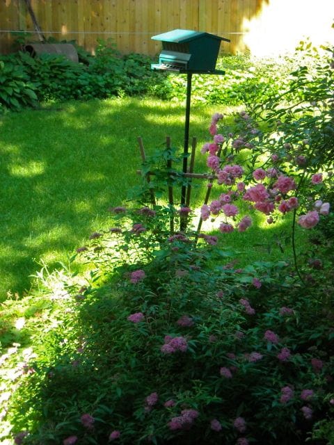 Roses & Spirea