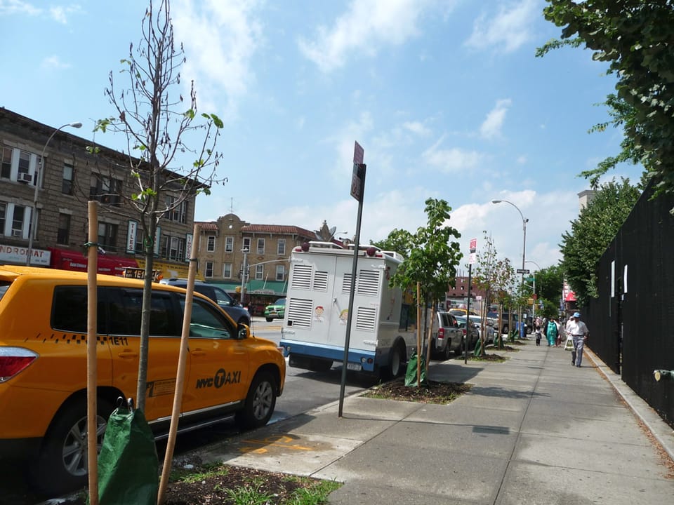 The Dying Trees of Coney Island Avenue