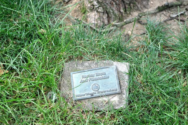 Ditmysteries: Tree Plaque on Dorchester