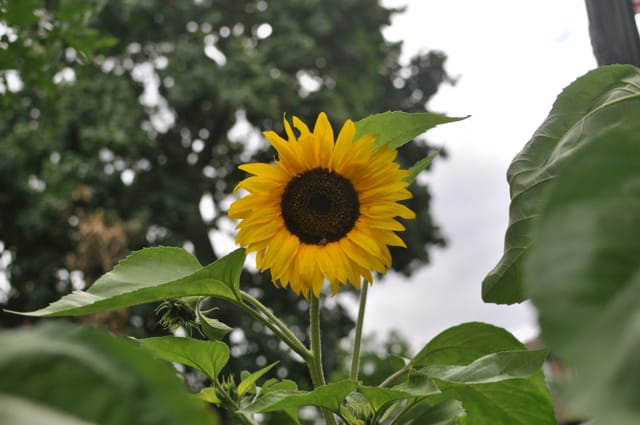 Sunflower on E 17th