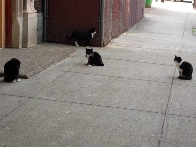 Black & White Cat Party