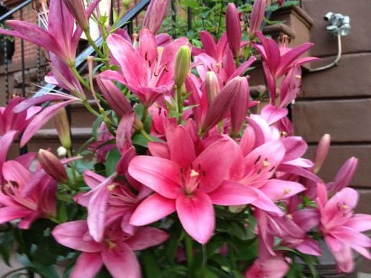 Lillies