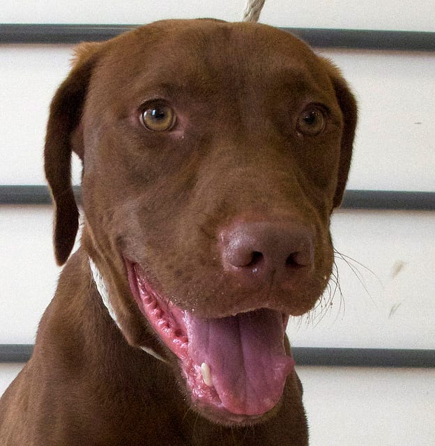 Adopt a Dog Who Shares the Name of Your Street