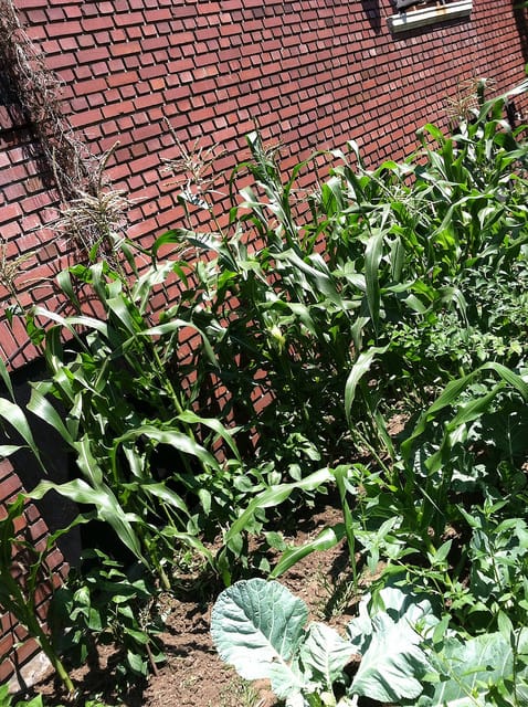 Field of Corn on E 17th