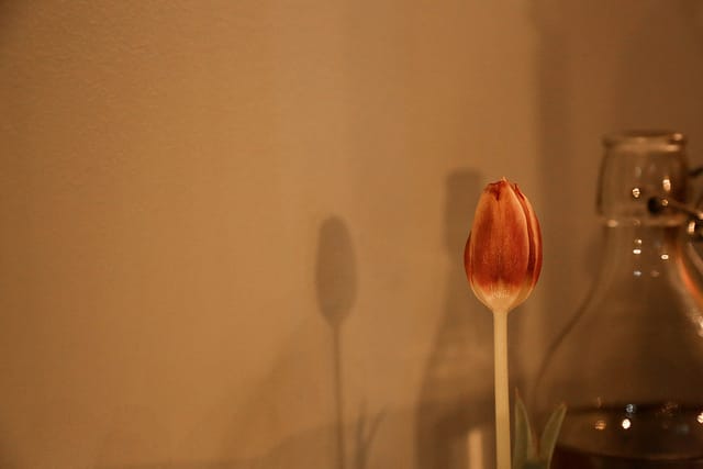 Tulip at Mimi’s