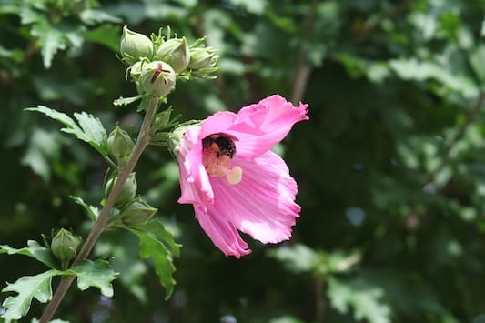 Rose of Sharon on E4th