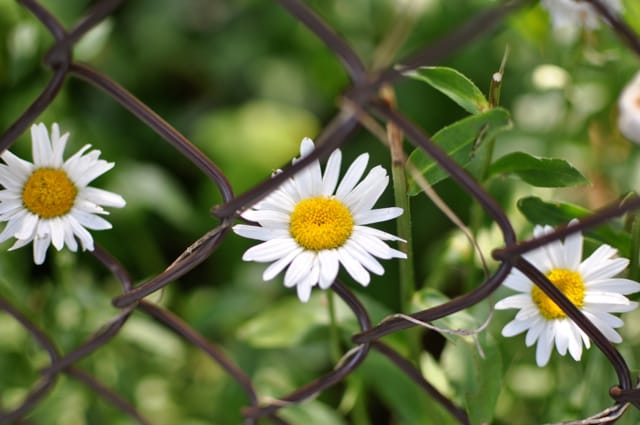 Daisies on Marlborough