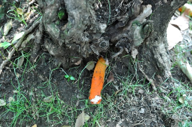 Mushroom Watch 2012 Begins