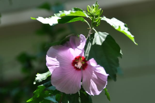 Rose of Sharon